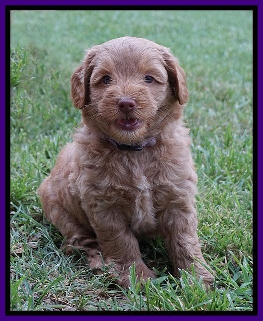 Gem Parson pups  6 wks old 211