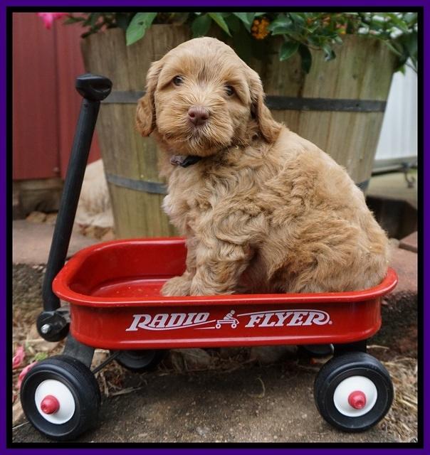 Gem Parson pups  6 wks old 221