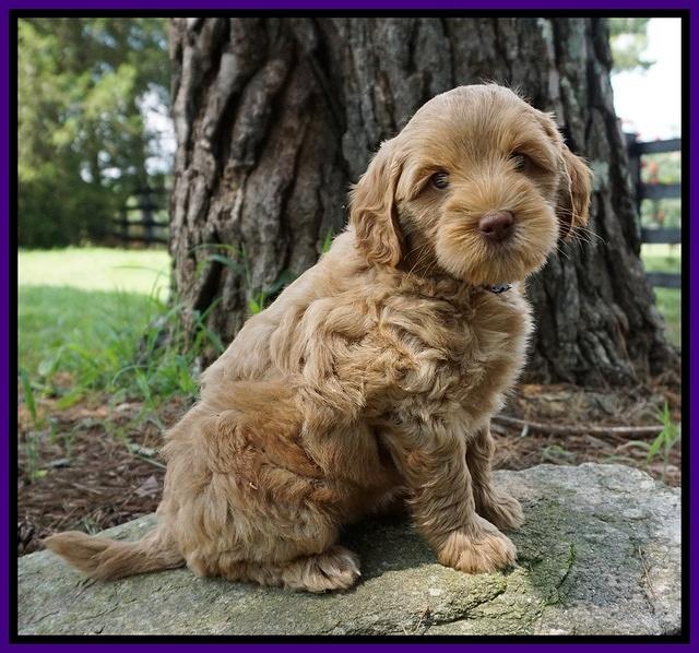 Gem Parson pups  7 wks old 121