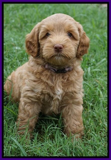 Gem Parson pups  7 wks old 141