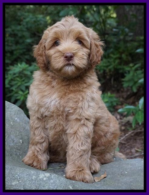 Gem Parson pups  8 wks old 101