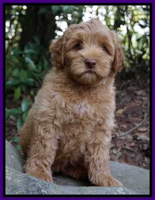 Gem Parson pups  8 wks old 111