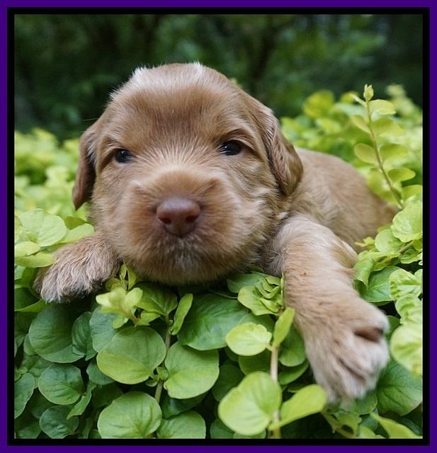 Gem Parson pups 3 wk old 91