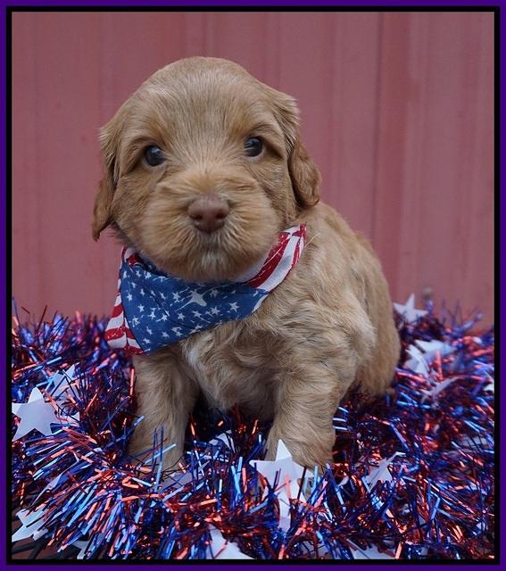 Gem Parson pups 4 wks old 81