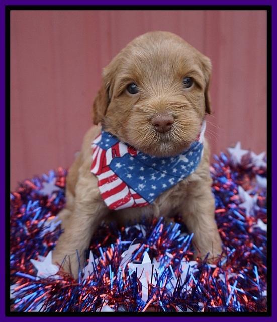 Gem Parson pups 4 wks old 91