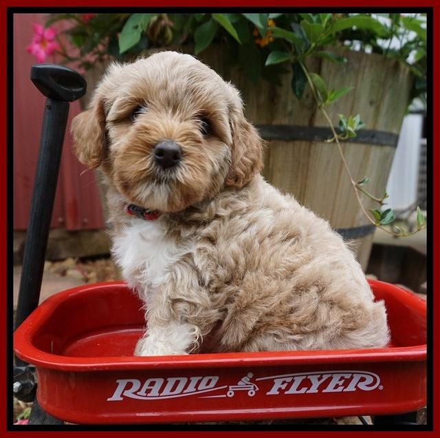 Gem Parson pups  6 wks old 281