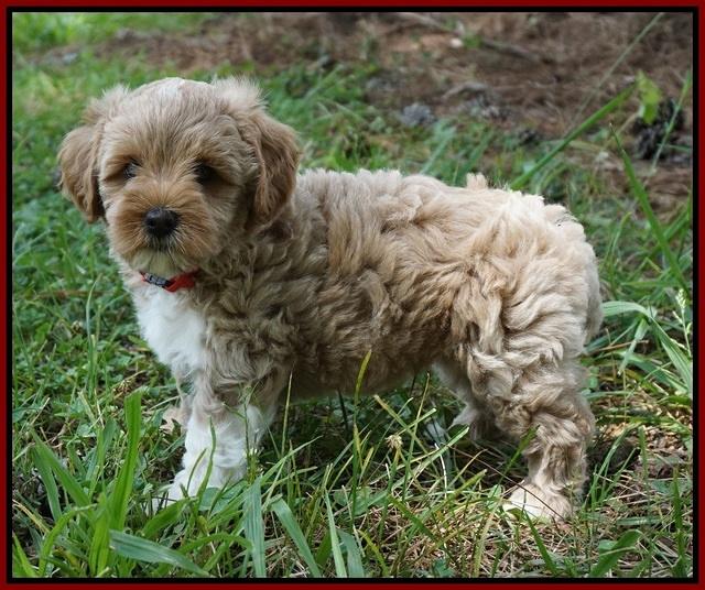Gem Parson pups  7 wks old 191