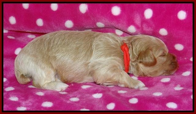 Gem Parson pups 2 wk old 101