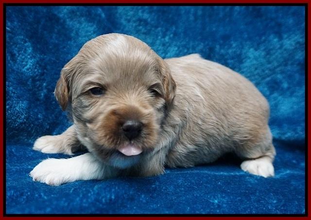 Gem Parson pups 3 wk old 111