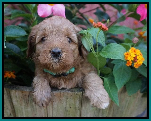 Gem Parson pups  5 wk old 281