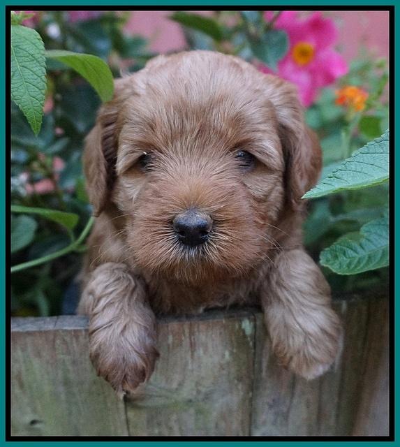 Gem Parson pups  5 wk old 291