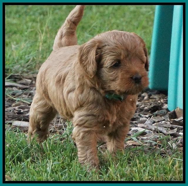 Gem Parson pups  5 wk old 301