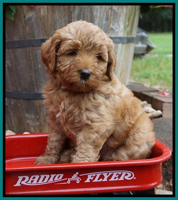 Gem Parson pups  6 wks old 361
