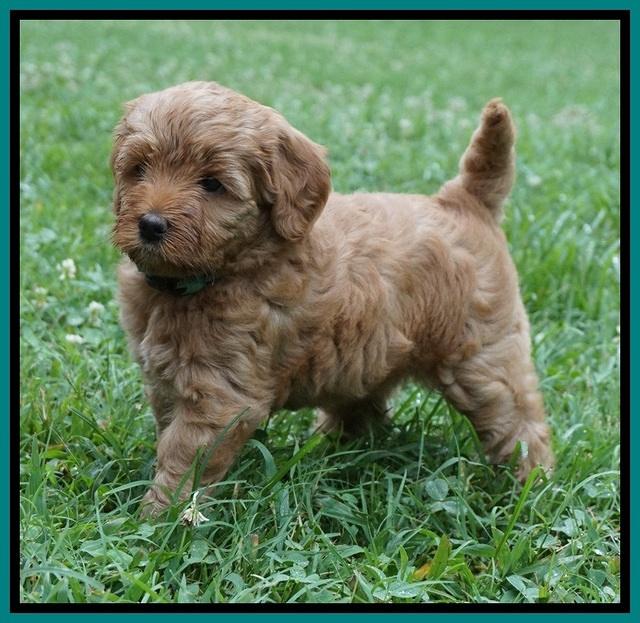 Gem Parson pups  6 wks old 371