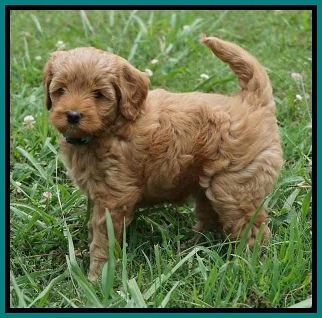 Gem Parson pups  6 wks old 391