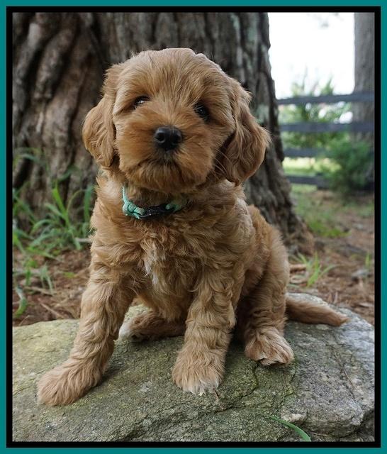 Gem Parson pups  7 wks old 291