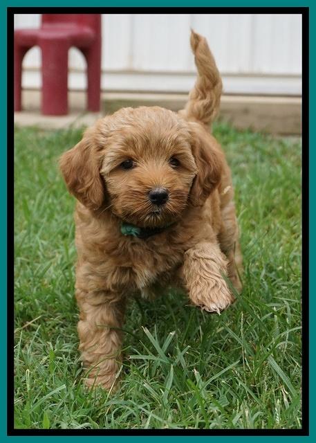 Gem Parson pups  7 wks old 331