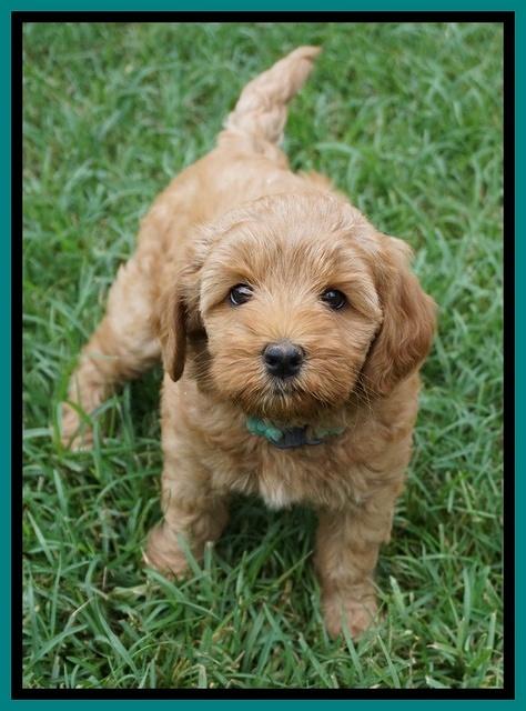 Gem Parson pups  7 wks old 341