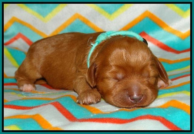 Gem Parson pups 1 wk old 101