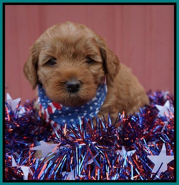 Gem Parson pups 4 wks old 151