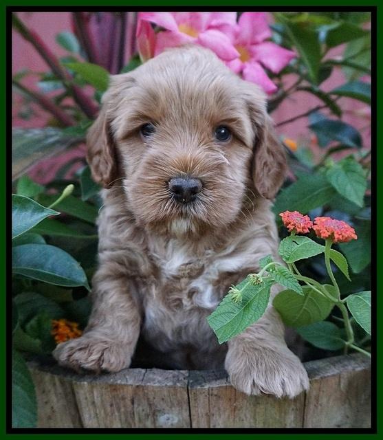 Gem Parson pups  5 wk old 341