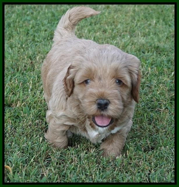 Gem Parson pups  5 wk old 381