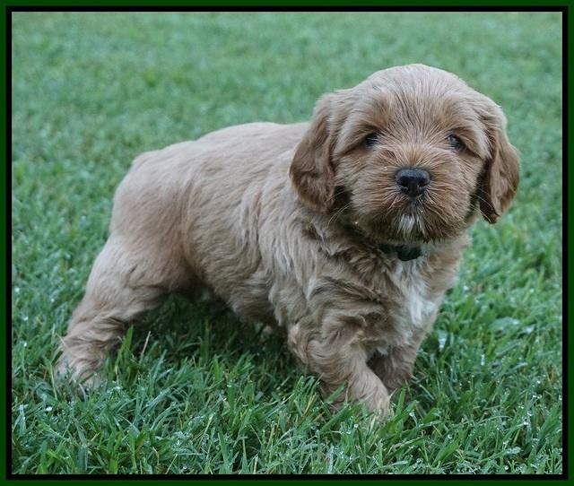 Gem Parson pups  5 wk old 391