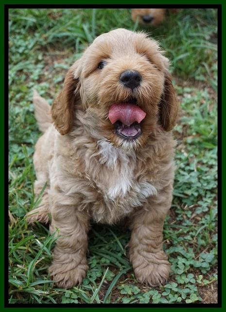 Gem Parson pups  7 wks old 271