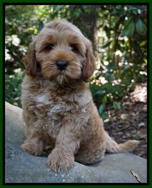 Gem Parson pups  8 wks old 830