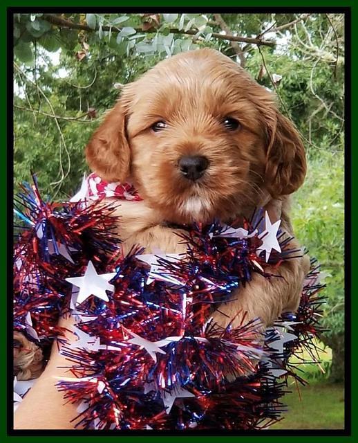 Gem Parson pups  July 4 wk old 61