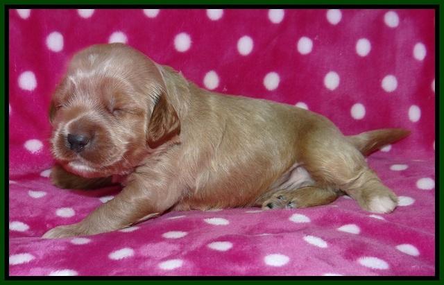 Gem Parson pups 2 wk old 141