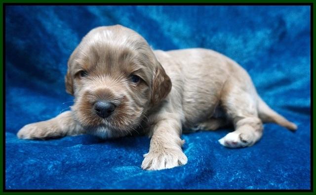 Gem Parson pups 3 wk old 161