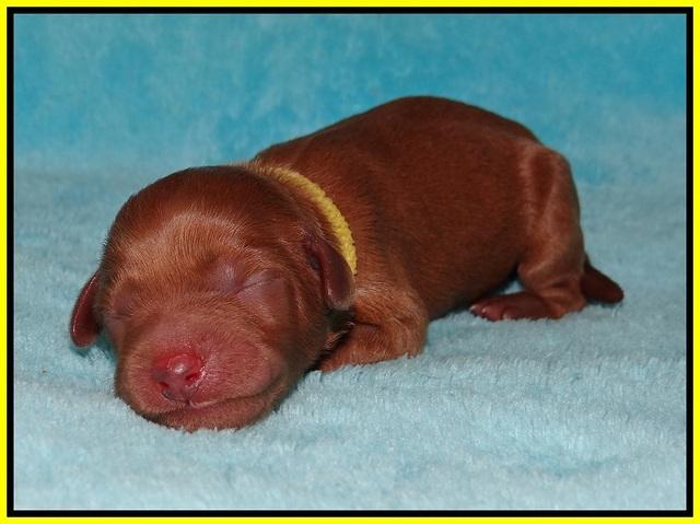 Gem Parson Newborn pups 73