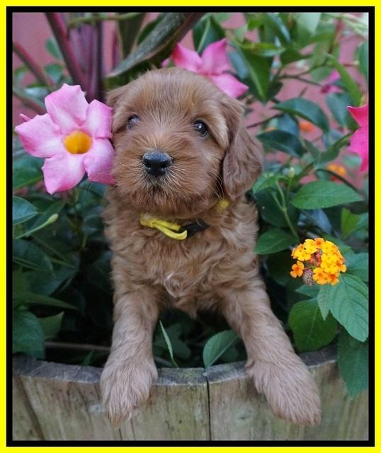 Gem Parson pups  5 wk old 411
