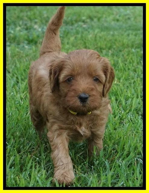 Gem Parson pups  5 wk old 451