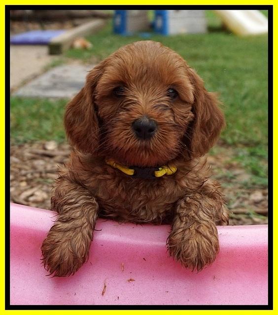 Gem Parson pups  6 wks old 401