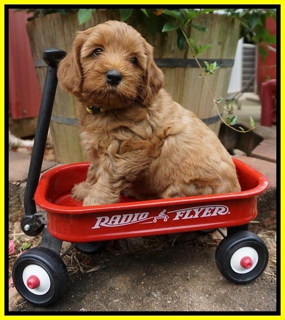 Gem Parson pups  6 wks old 421