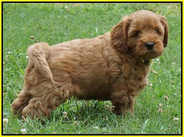 Gem Parson pups  6 wks old 431