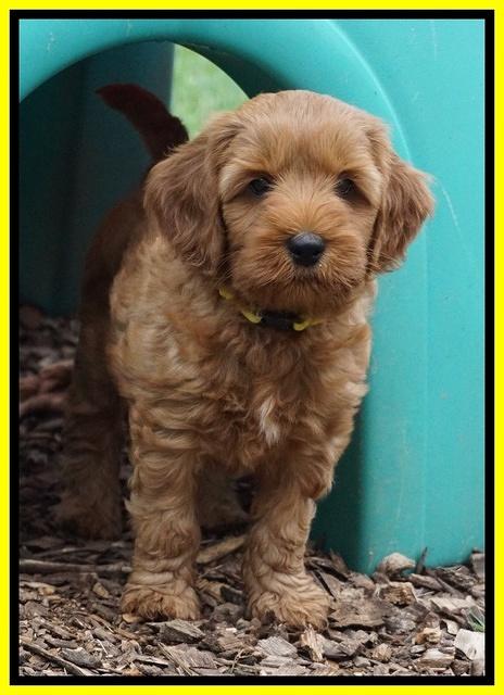 Gem Parson pups  7 wks old 371