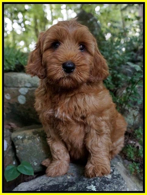 Gem Parson pups  8 wks old 41