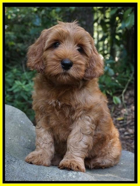 Gem Parson pups  8 wks old 51