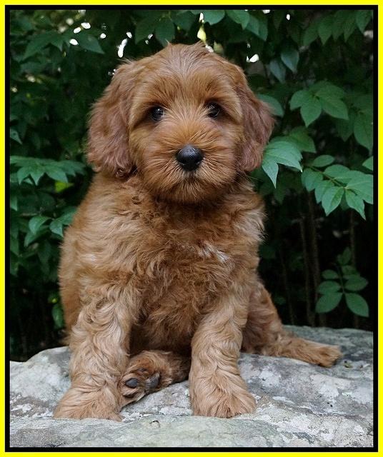 Gem Parson pups  8 wks old 61