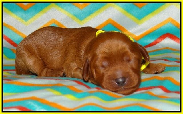 Gem Parson pups 1 wk old 131