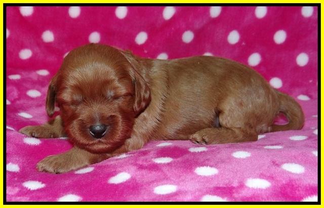 Gem Parson pups 2 wk old 151