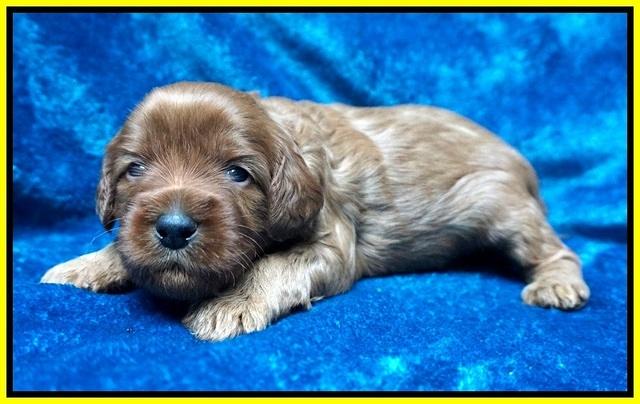 Gem Parson pups 3 wk old 191