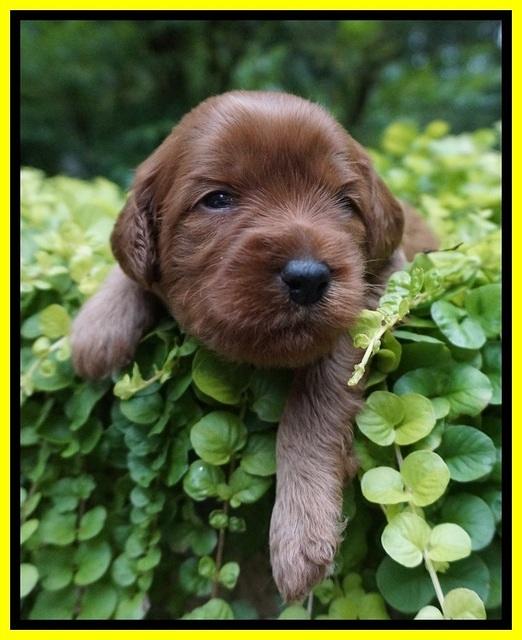 Gem Parson pups 3 wk old 201