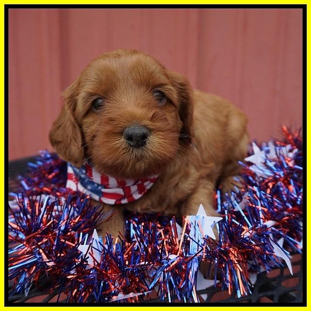 Gem Parson pups 4 wks old 231