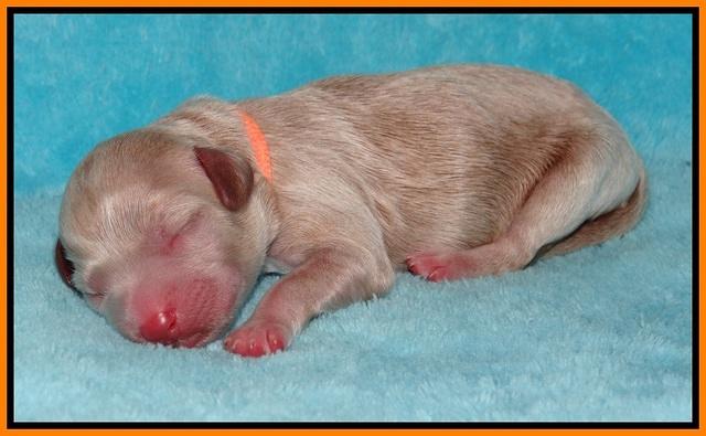 Gem Parson Newborn pups 83