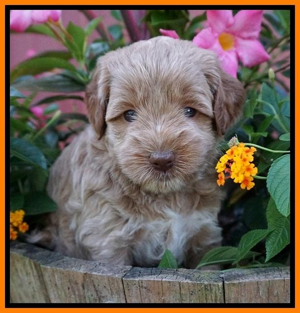 Gem Parson pups  5 wk old 461