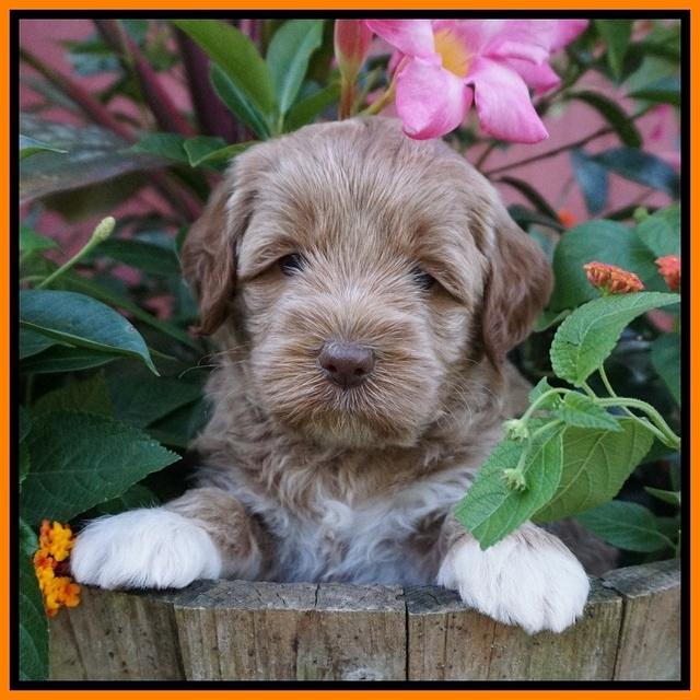 Gem Parson pups  5 wk old 481